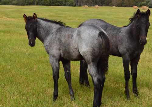 Lot# 58 Name Pending - May 14, , Blue Roan, Filly (Two Eyed Bay Buck) X (Canadiana Red Candy)